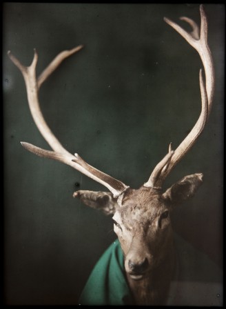 Francesc Carrera Bou  Deer Head c. 1922-26 tête de cerf bonjour.jpg, janv. 2023