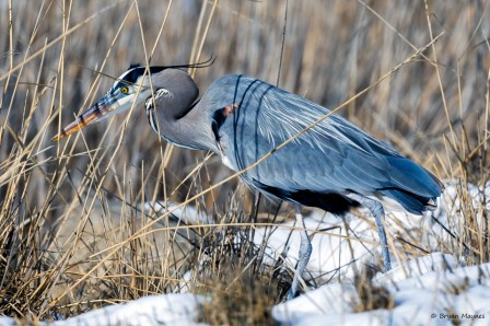 Great Blue Heron at Farmington Bay Wildlife Management Area l'oiseau bleu.jpg, mars 2023