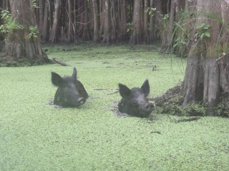Guinea Hog sanglier cochon noir pluie forêt.jpg, juin 2023