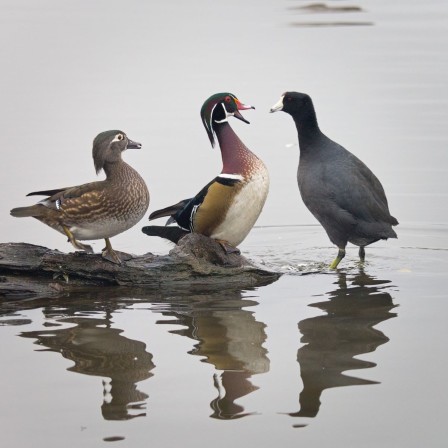 Gull Thomas canard au réveillon c'était toujours des engueulades entre les parents.jpg, déc. 2023