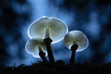 Guy Edwardes Porcelain Fungus Oudemansiella mucida New Forest National Park Hampshire England la nuit des champignons.jpg, mai 2023