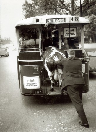 Henri Roger-Viollet Man pushing a cow in a bus. High quality pasteurized milk, Paris, 1950 homme poussant une vache dans le bus.jpg, nov. 2020