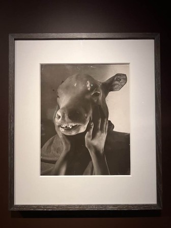 Ida Lupino Exposition Les Tribulations d'Erwin Blumenfeld 1930-1950 vache folle embrasse moi tête de veau.jpg, nov. 2022