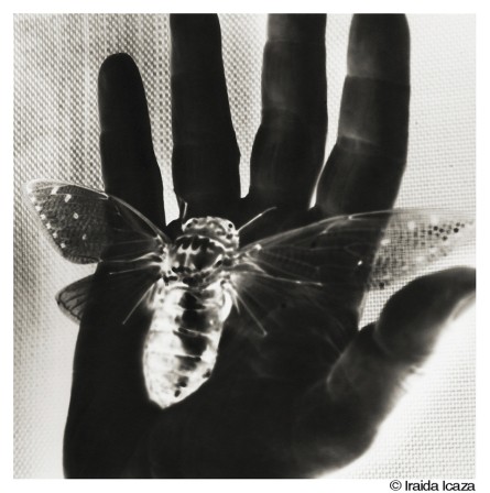 Iraida Icaza insecte l'or dans la main.jpg, mars 2023