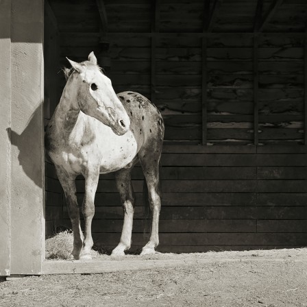 Isa Leshko vieux cheval les yeux vides.jpg, fév. 2021