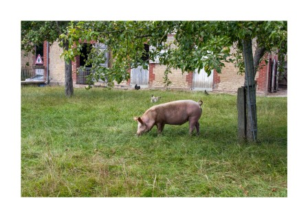 Isabelle Vannier je suis un porc français.jpg, janv. 2023