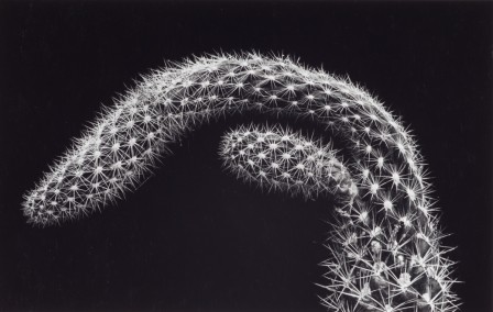 J. Barry Thomson sexe cactus.jpg, fév. 2021