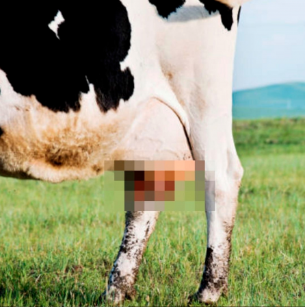 Javier Jaén vache facebook censure pis masqué.png, sept. 2020