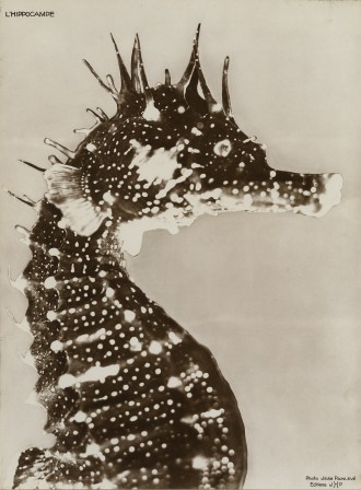 Jean Painlevé Seahorse l'hippocampe 1934.jpg, déc. 2020
