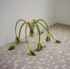 Jesse Boyd-Reid les fleurs lasses.jpg, janv. 2021