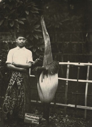 Jeune garçon et la plante Amorphophallus titanum phallus de Titan de Sumatra, scènes de marché, c.1910.jpg, nov. 2020