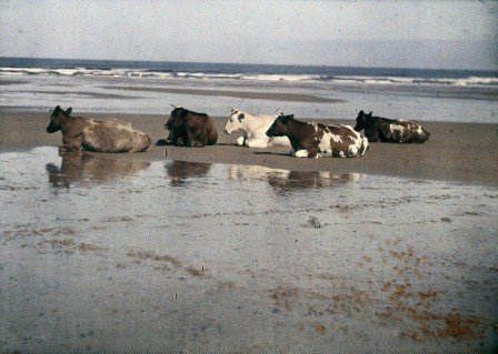 John Cimon Warburg autochromes of cows on Saltburn Sands, 1915 les vaches sur la plage.jpg, août 2020