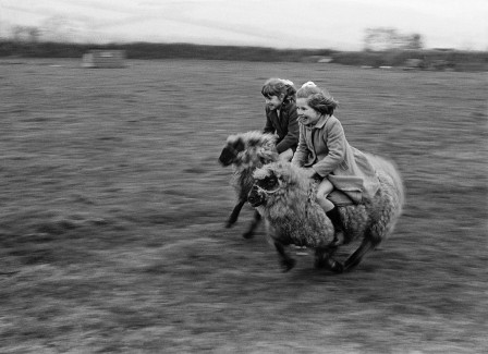 John Drysdale Girls racing sheep in Aberystwyth, Wales. 1969.jpg, nov. 2020