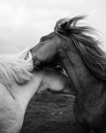 Josh Dane le secret des chevaux.jpg, fév. 2020