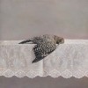 Kate Breakey oiseau mort dimanche le dormeur du val.jpg, juin 2023