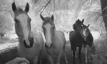 Ken Van Sickle chevaux Mustang.jpg, mai 2021