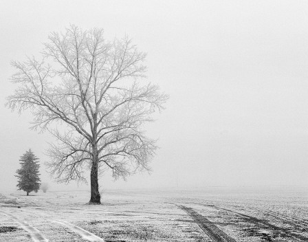 Kevin J Mellis un arbre en hiver.jpg, janv. 2020