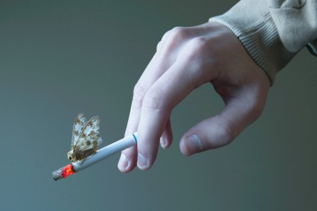 Kyle Thompson moth and flame le papillon sur la cigarette en feu.jpg, nov. 2021