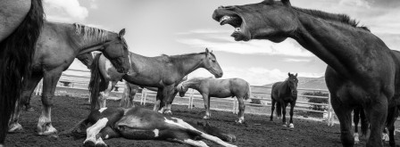 LORENZO ZOPPOLATO les cris des chevaux.jpg, nov. 2020