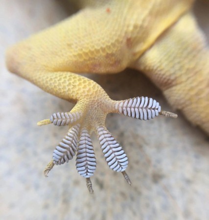 La patte d'un gecko chaussures semelles avec une bonne accroche.jpg, janv. 2023