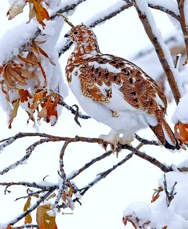 Lagopède des saules, ou perdrix blanche ou poule des neiges. camouflage aussi délicat qu'une céramique.jpg, déc. 2022