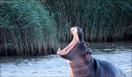 Lantana Jovanovic hippopotame les gens m'appellent l'idole des jeunes.jpg