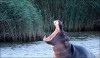 Lantana Jovanovic hippopotame les gens m'appellent l'idole des jeunes.jpg