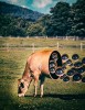 Larry Carlson vache alors on regardait passer les trains.jpg, mai 2023