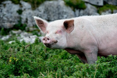 Laurent Ferrière un porc oui mais un porc élevé en montagne.jpg, juil. 2020