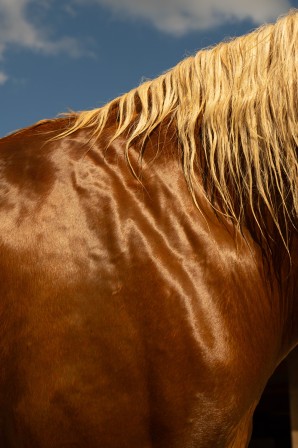 Lavinia Cernau cheval les plus belles robes.jpg, déc. 2022