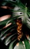 Macarena Costan plante d'intérieur natte écologie.jpg, déc. 2021