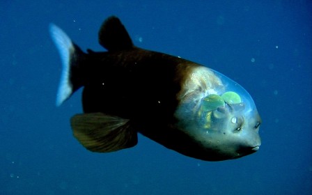 Macropinna microstoma poisson crâne transparent j'avais l'impression qu'elle lisait en moi comme en un livre ouvert.jpg, mar. 2021