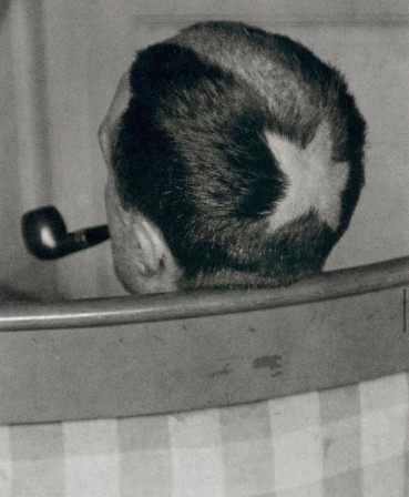Marcel Duchamp with a tonsure haircut by Man Ray 1921 les étoiles de la coiffure.jpg, nov. 2020