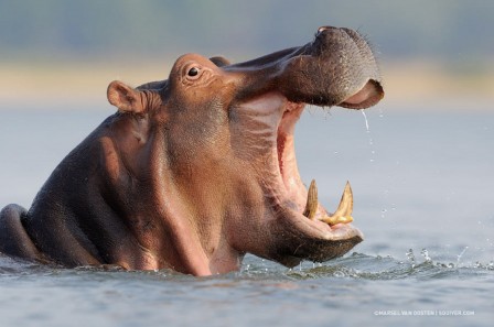 Marsel van Oosten gueule d'hippopotame grande bouche.jpg, juin 2020