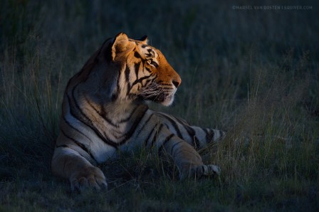 Marsel van Oosten la nuit tous les tigres sont gris.jpg