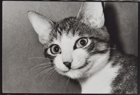Masahisa Fukase 1977 le sourire du chat.jpg, nov. 2022