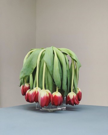 Matthew Donaldson  bouquet de tulipes le moral des français.jpg, oct. 2020