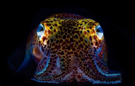 Mattias Ormestad hawaiian bobtail squid Euprymna scolopes calamar Cthulhu bonne nuit les enfants.jpg, févr. 2023