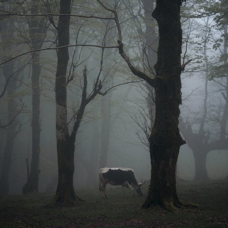 Mehran Naghshbandi vache dans la brume.jpg, fév. 2020
