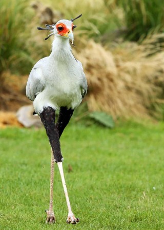 Messager sagittaire oiseau le charme discret des leggings noirs.jpg, févr. 2023