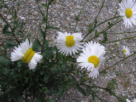 Mutant flowers found near Fukushima les marguerites nucléaires mutantes.jpg, avr. 2023