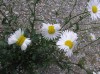 Mutant flowers found near Fukushima les marguerites nucléaires mutantes.jpg, avr. 2023