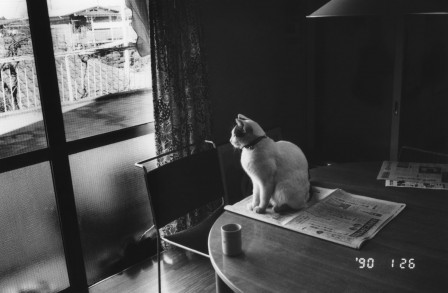 Nobuyoshi Araki la chatte sur la table.jpg, oct. 2020