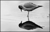 Oleg Gritsaenko oiseau miroir qui suis-je.jpg, oct. 2021