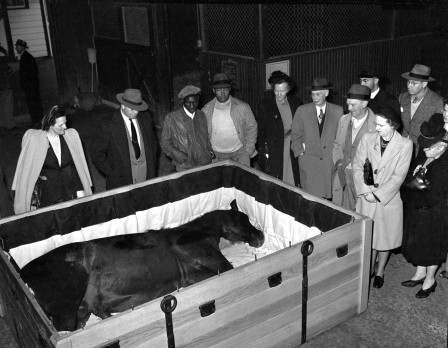 On Saturday 1st November 1947 Man o’ War the greatest of all racehorses breathed his last He was believed to be the first horse embalmed for a funeral mort on embaume bien les chevaux.jpg, juin 2021