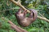 Pangolin avant personne ne me connaissait.jpg, avr. 2023