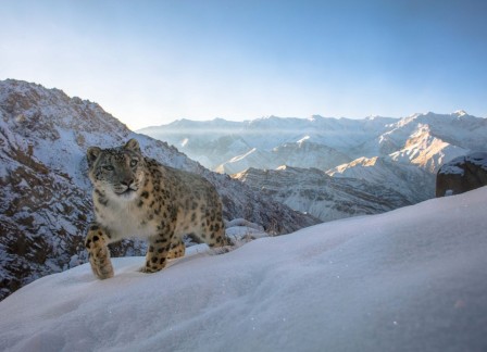 Panthère des neiges sports d'hiver vacances à la montagne ski.jpg, déc. 2023