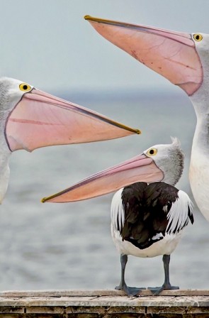 Pelican taille du bec il a les yeux de son papa.jpg, déc. 2023