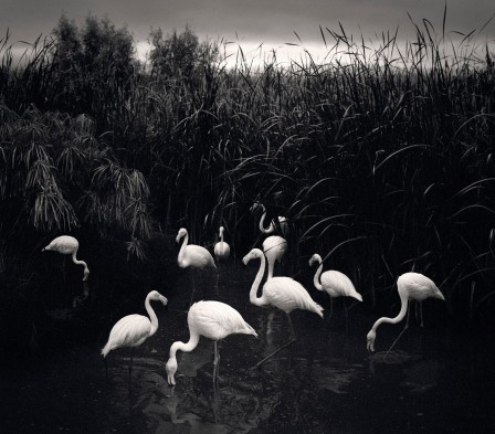 Pentti Sammallahti Mt Enji 2005 les flamands blancs.jpg, fév. 2021