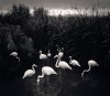 Pentti Sammallahti Mt Enji 2005 les flamands blancs.jpg, fév. 2021